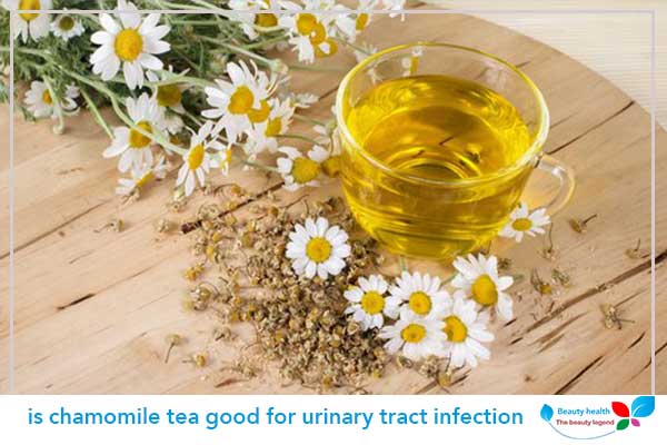 is chamomile tea good for urinary tract infection