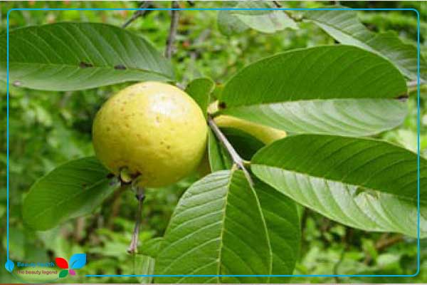 guave bladeren