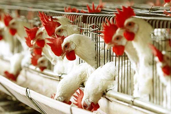 شركات استيراد الدجاج من البرازيل - توريد الدواجن و الفراخ عالميا