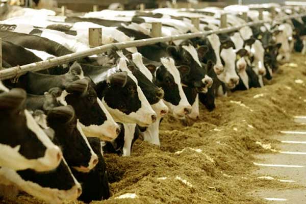 شركات استيراد العجول من البرازيل - توريد الأبقار و العجول الحية
